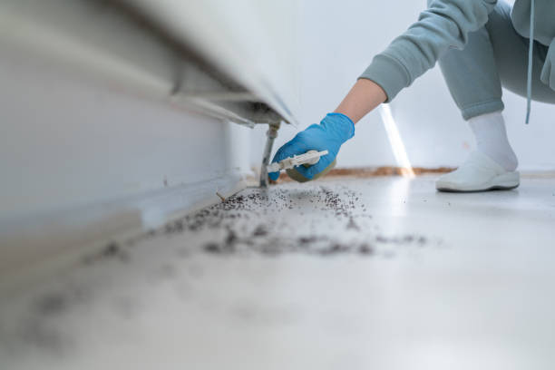 Flea Control Services in Arapahoe, WY